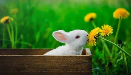 萌宠大丰收活动指南：全新宠物全收录